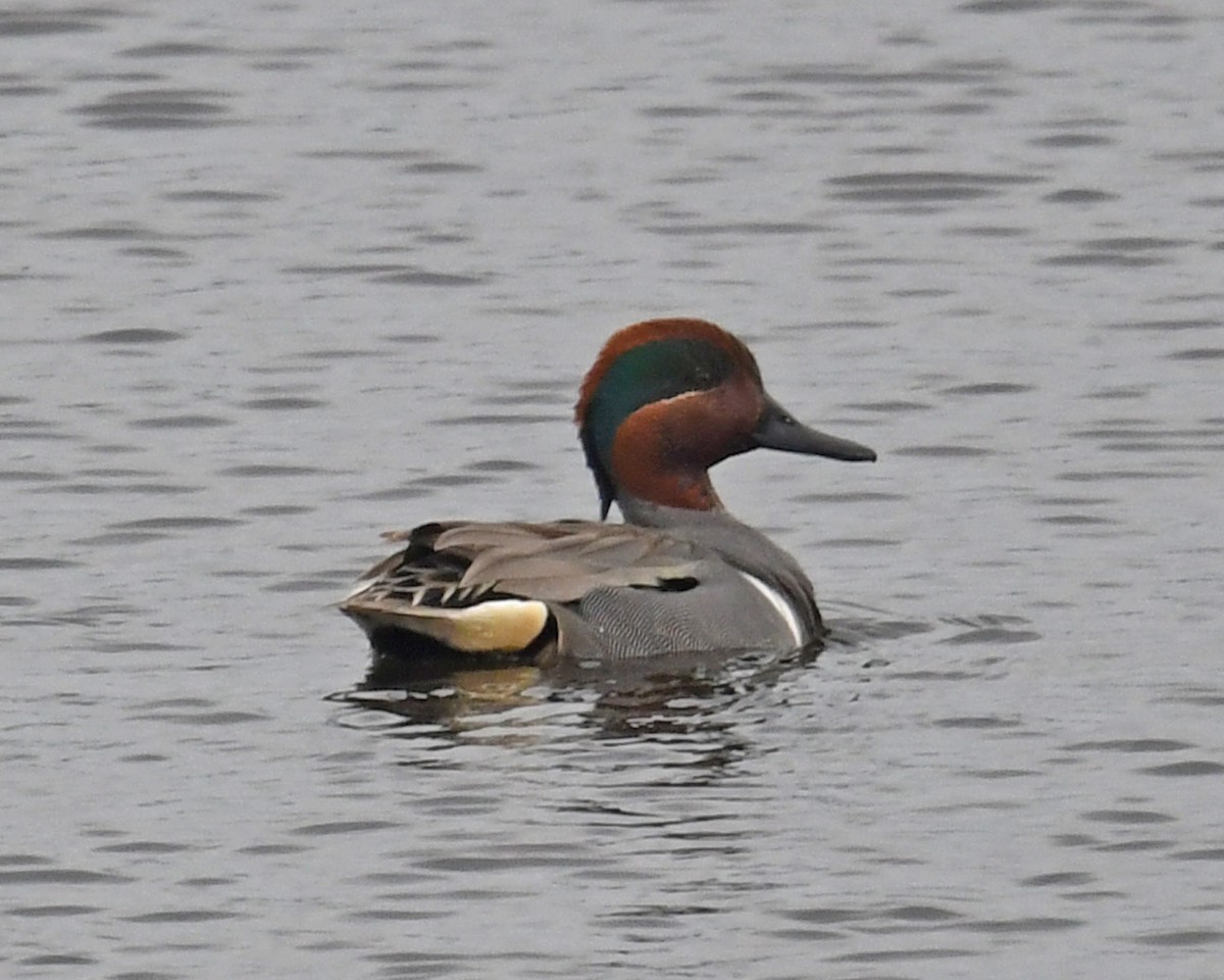 Green-winged Teal - ML617896811