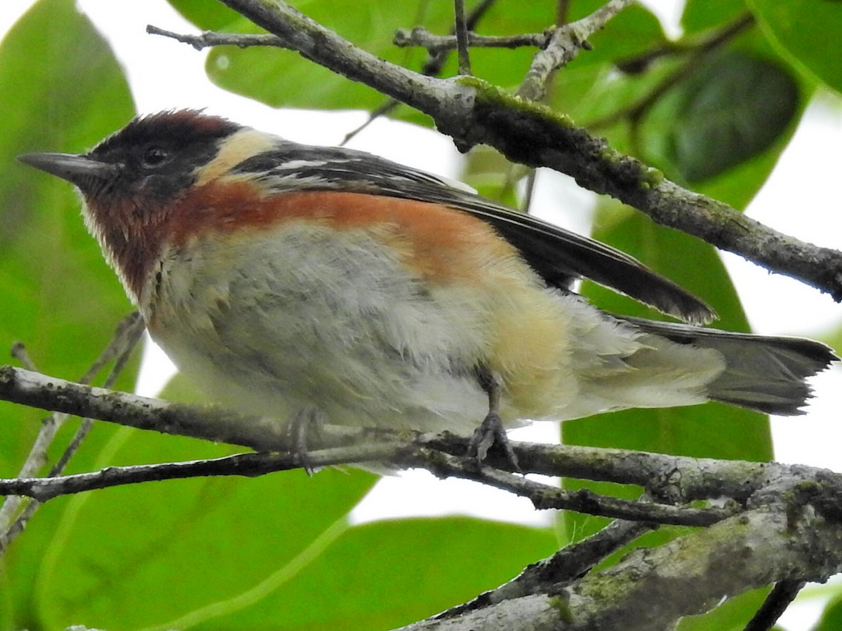 Bay-breasted Warbler - ML617896815