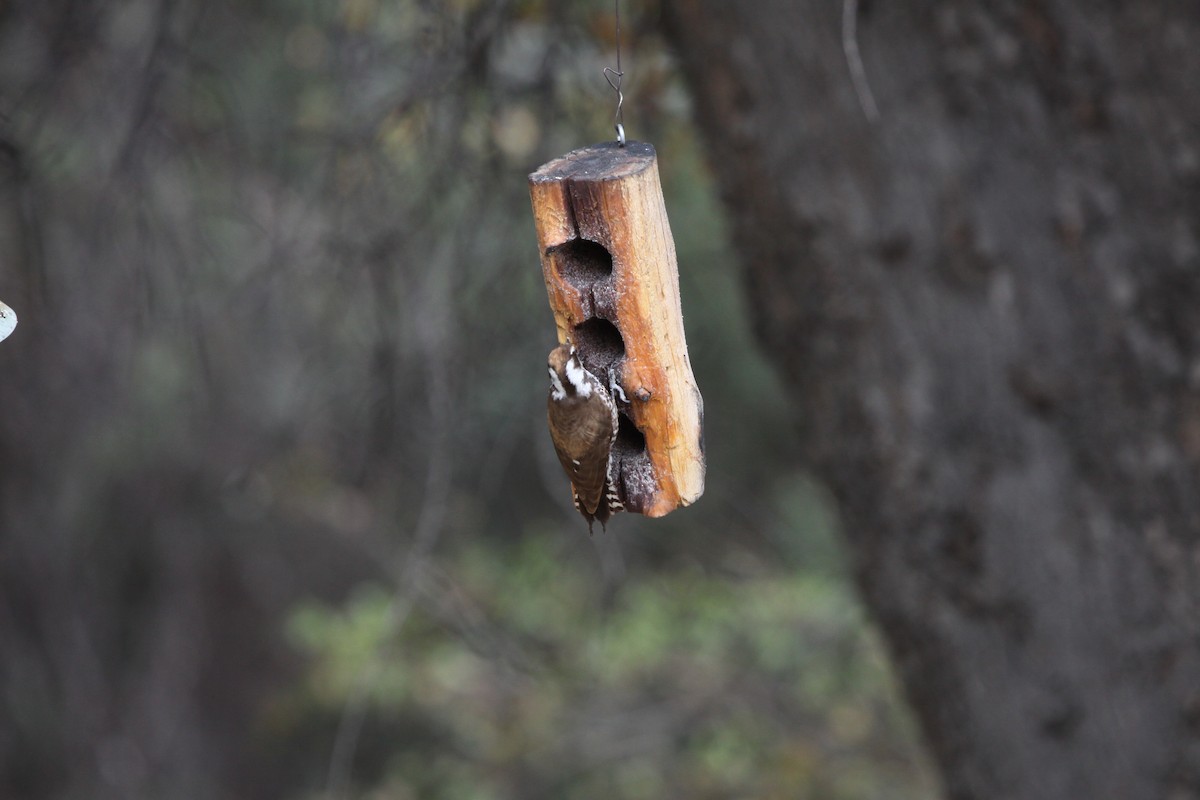 Arizona Woodpecker - ML617896838