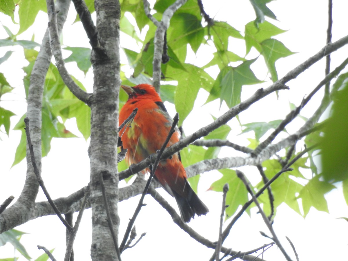 Scarlet Tanager - ML617896849