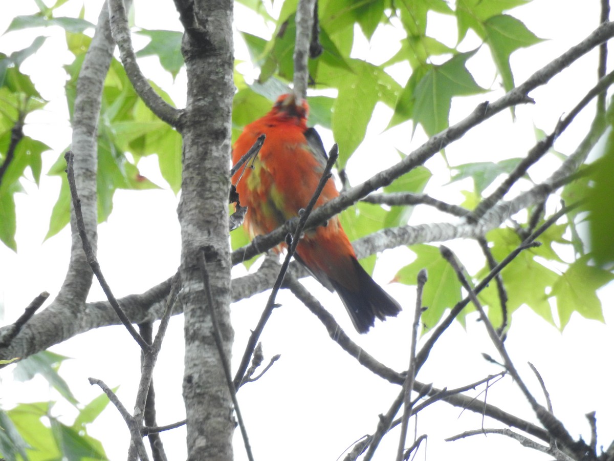 Scarlet Tanager - ML617896852