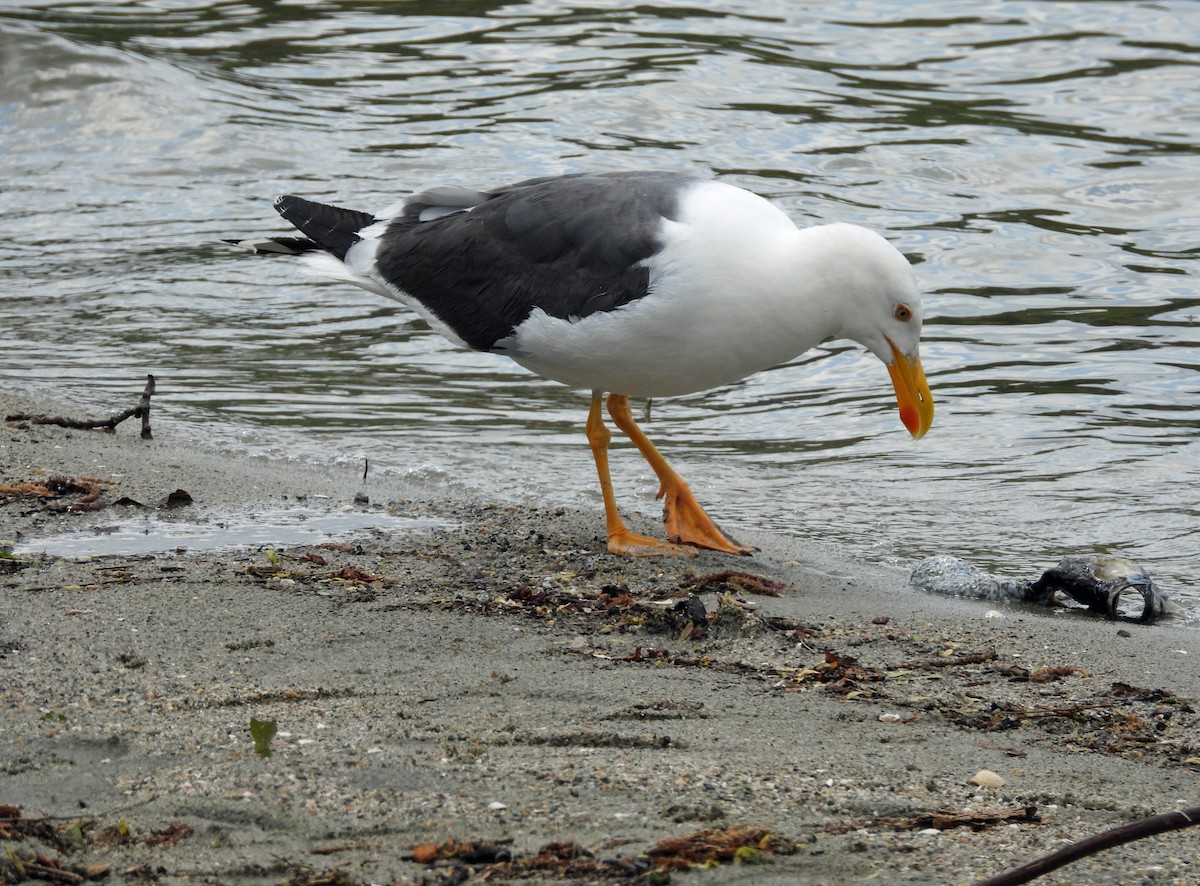 Yellow-footed Gull - Rod Higbie