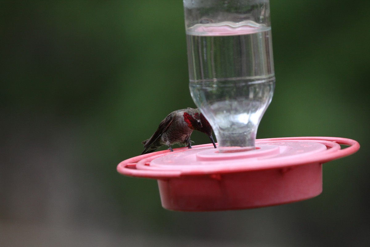 Anna's Hummingbird - ML617896868