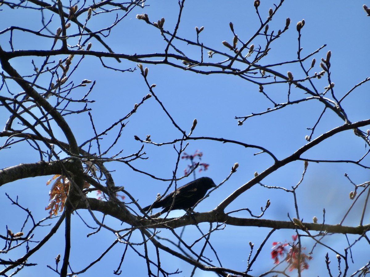 Red-winged Blackbird - scott baldinger