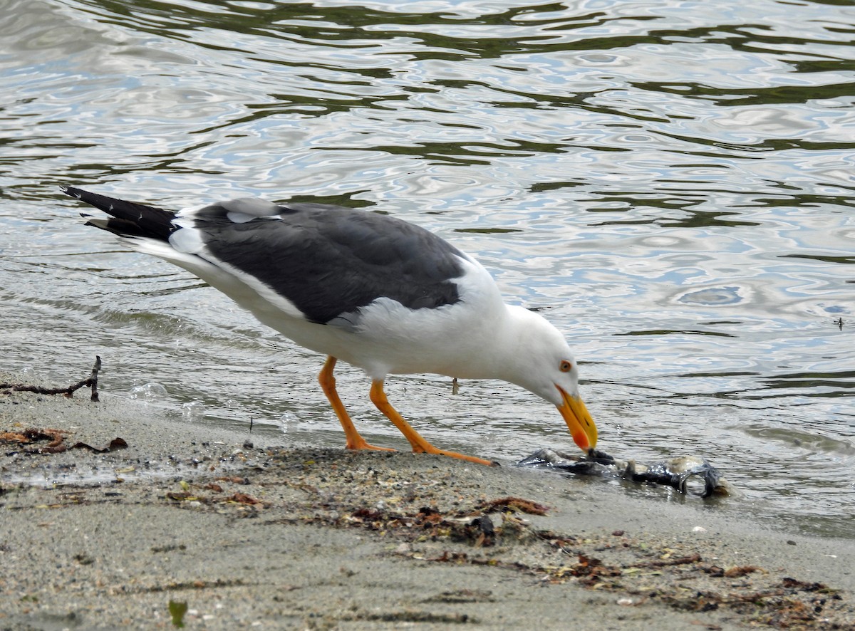 Yellow-footed Gull - ML617896881