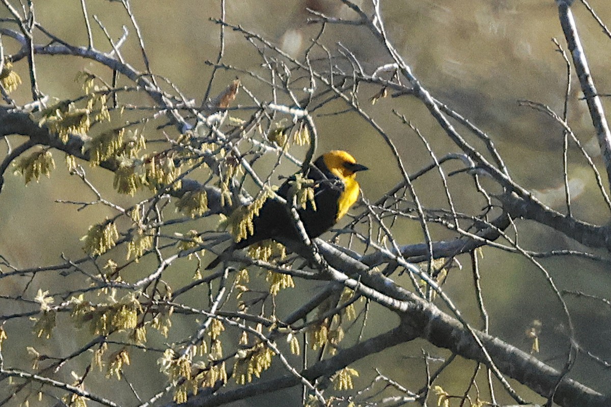 Yellow-headed Blackbird - ML617896887
