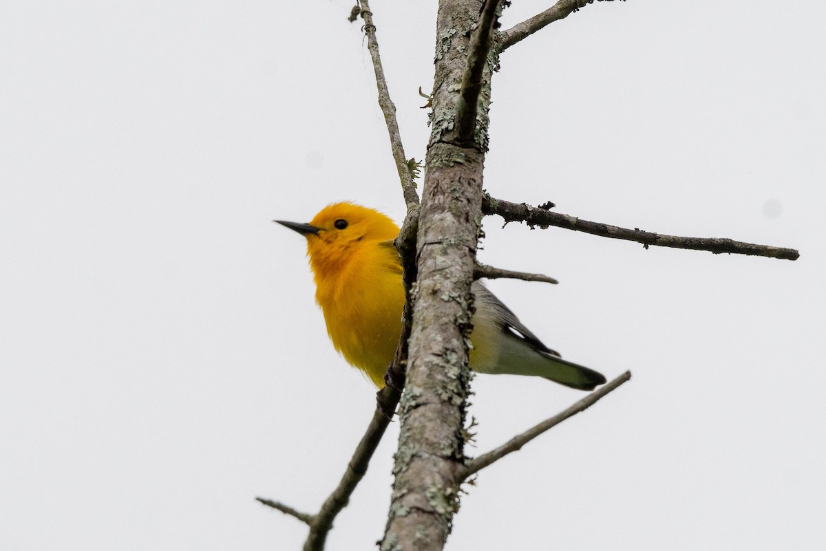 Prothonotary Warbler - ML617896901