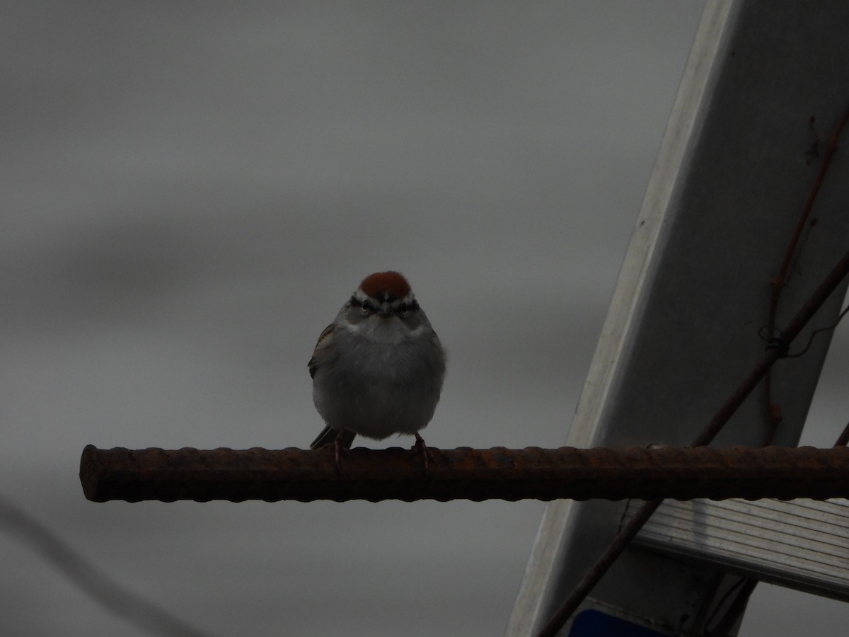 Chipping Sparrow - ML617896908