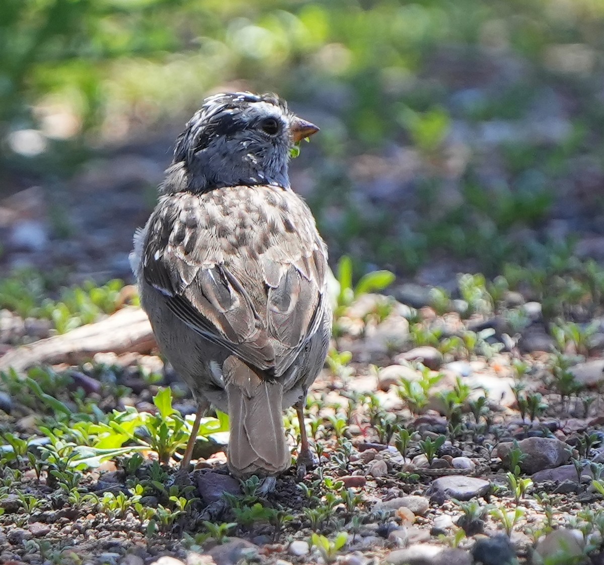 White-crowned Sparrow - ML617896924