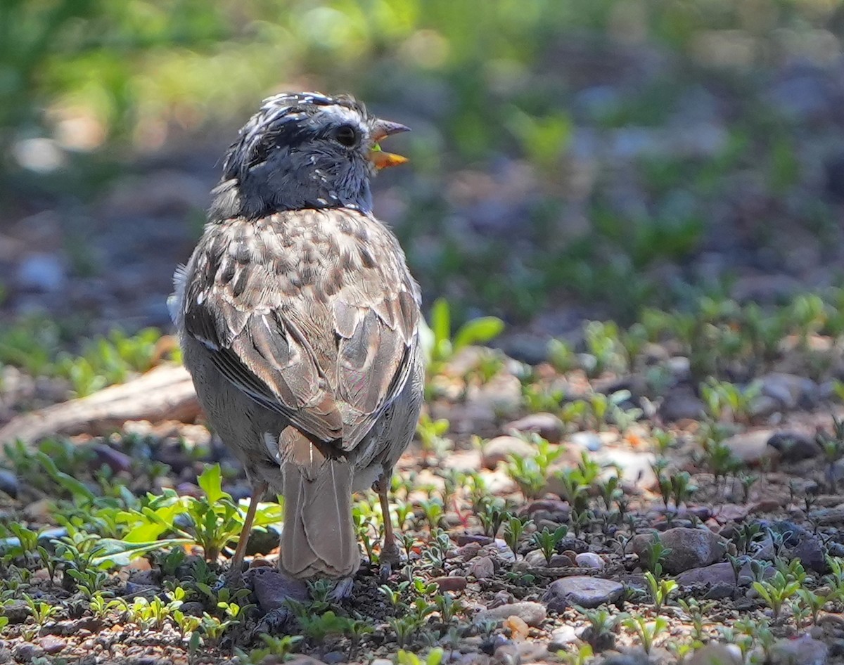 White-crowned Sparrow - ML617896939