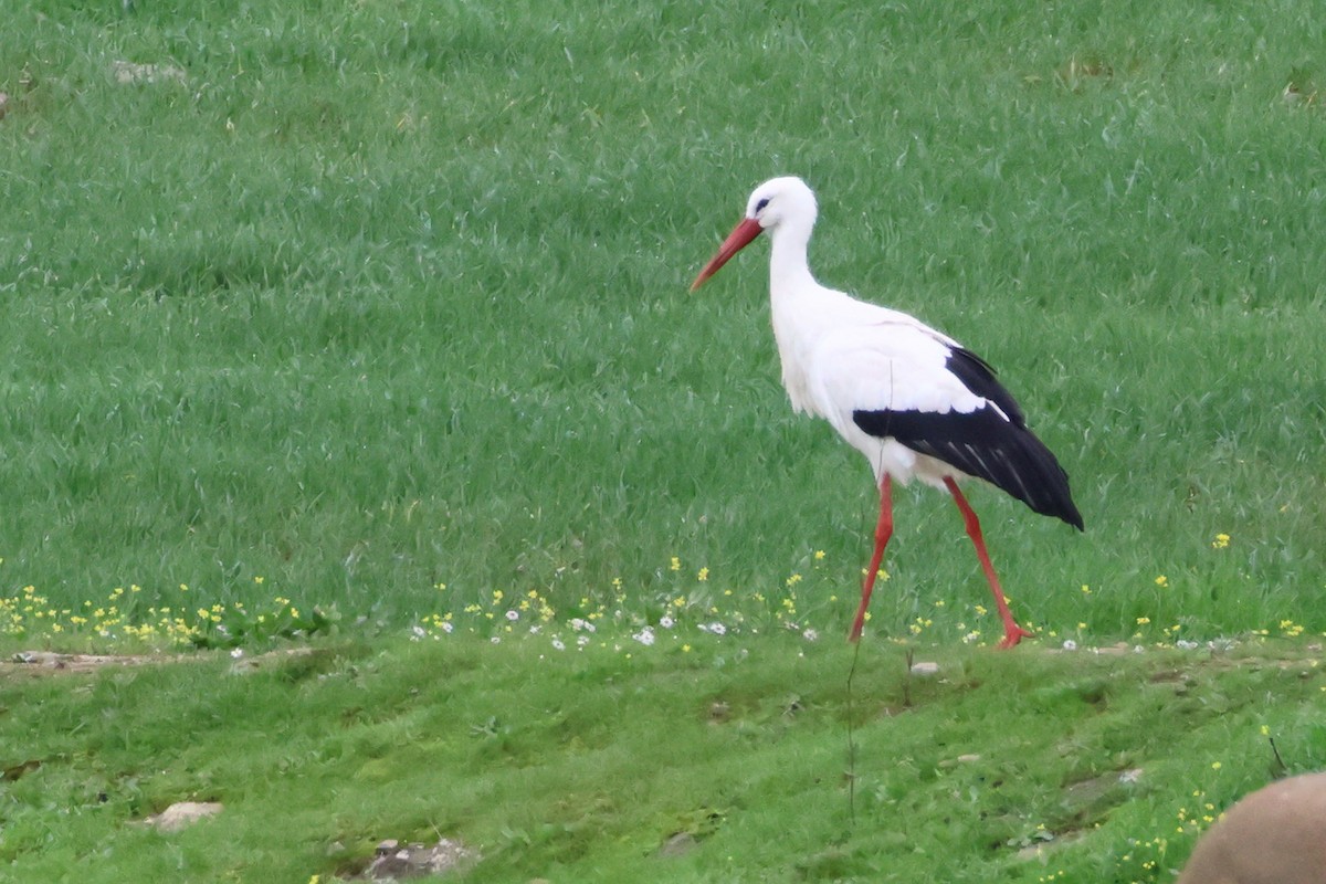 White Stork - ML617896954