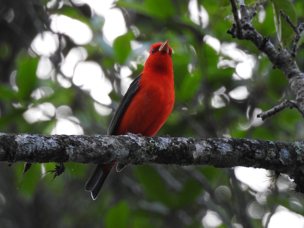 Scarlet Tanager - ML617896956