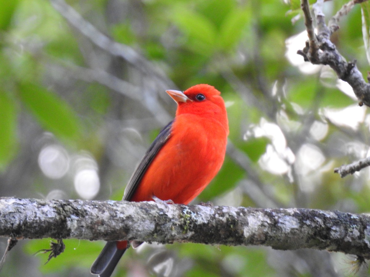 Scarlet Tanager - ML617896957