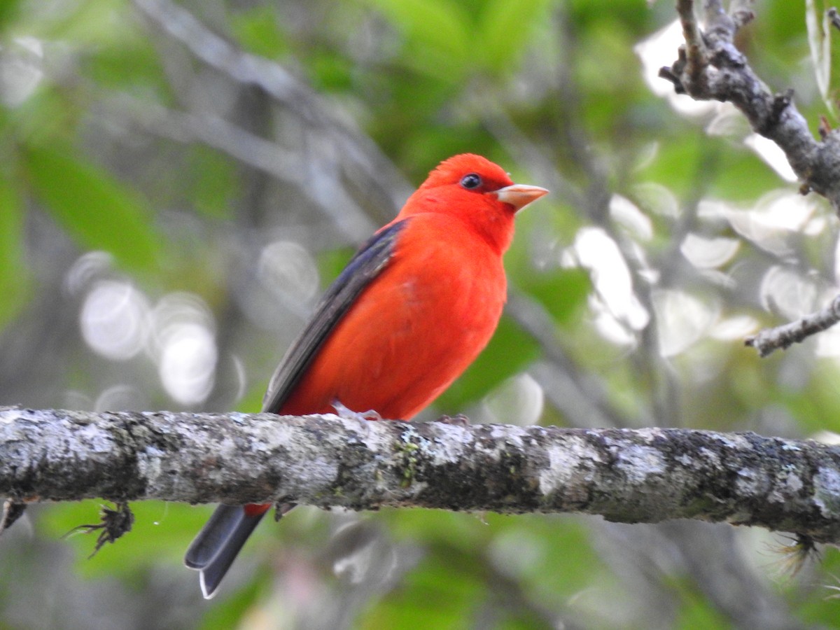 Scarlet Tanager - ML617896958