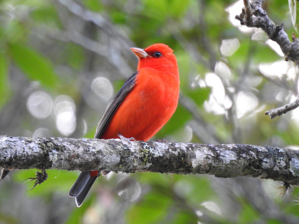 Scarlet Tanager - ML617896959