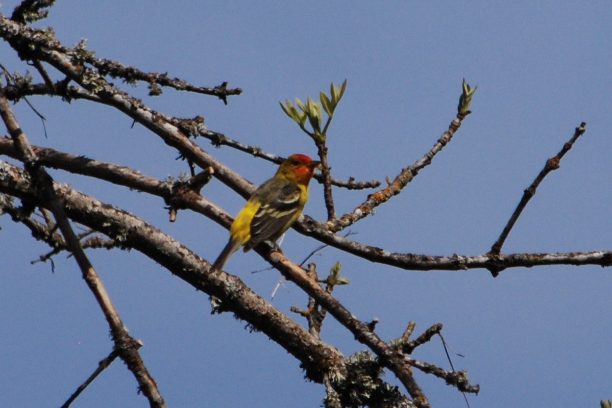 Western Tanager - ML617896972