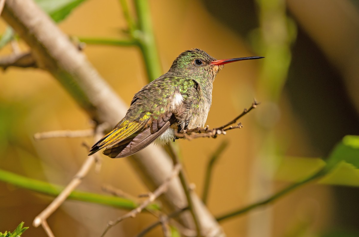 Gilded Hummingbird - Paul Poronto
