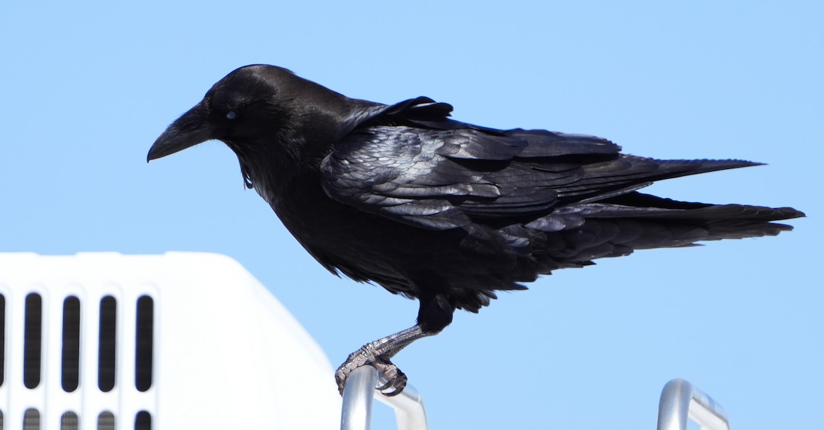 Common Raven - ML617897041