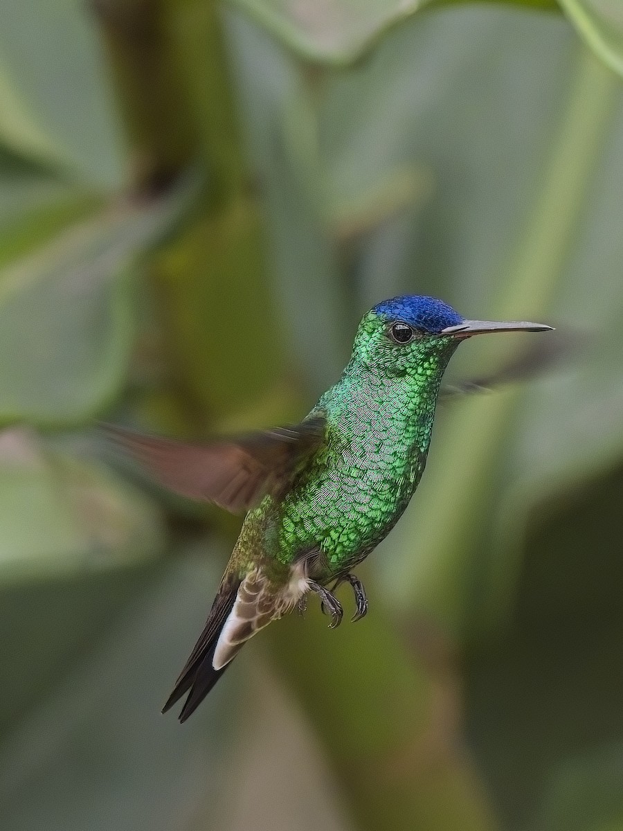 Indigo-capped Hummingbird - ML617897061