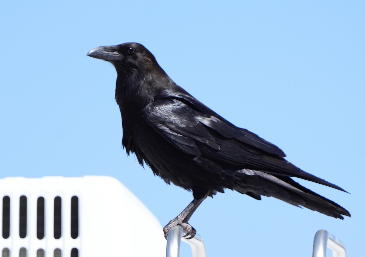 Common Raven - ML617897073