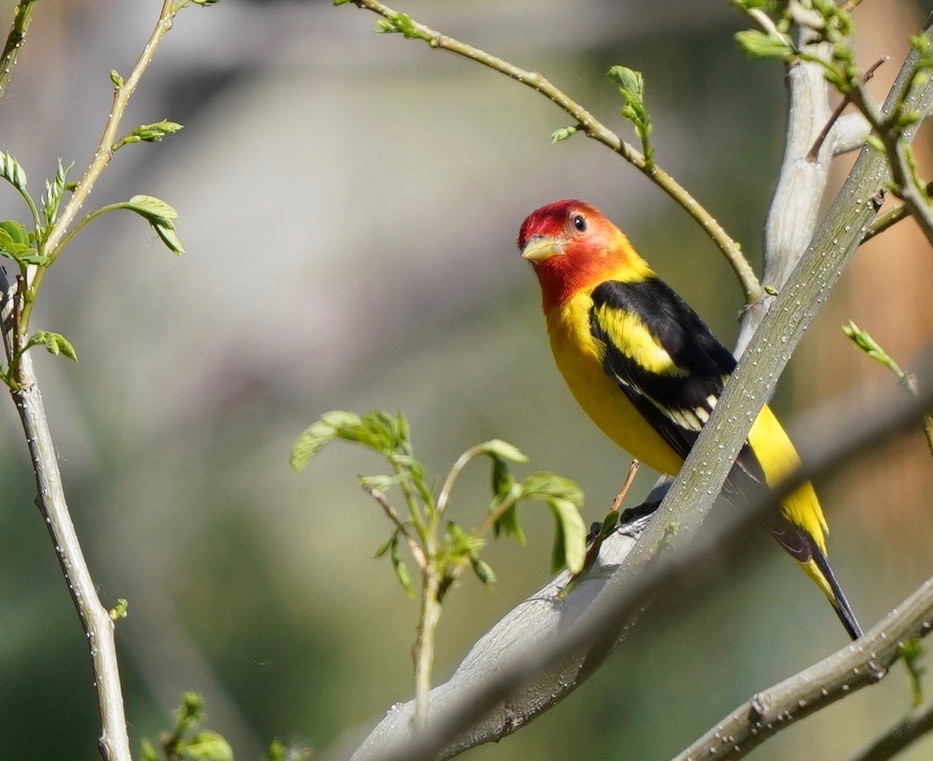Western Tanager - ML617897085