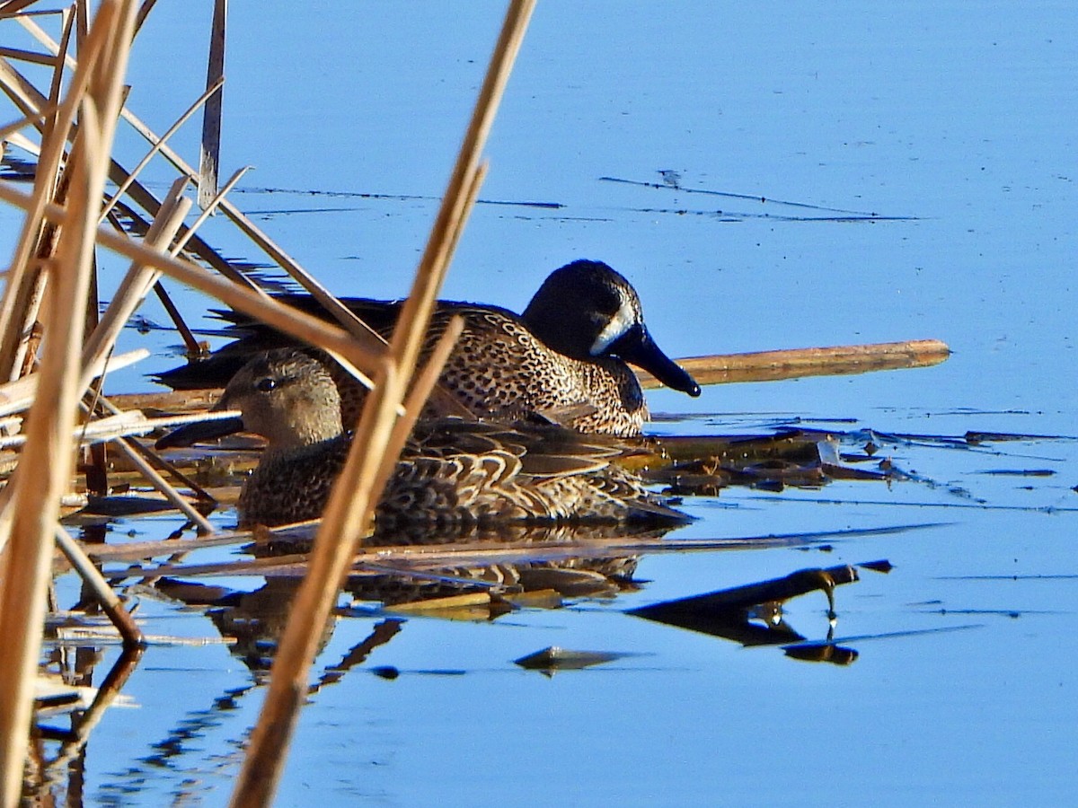 Blue-winged Teal - ML617897111