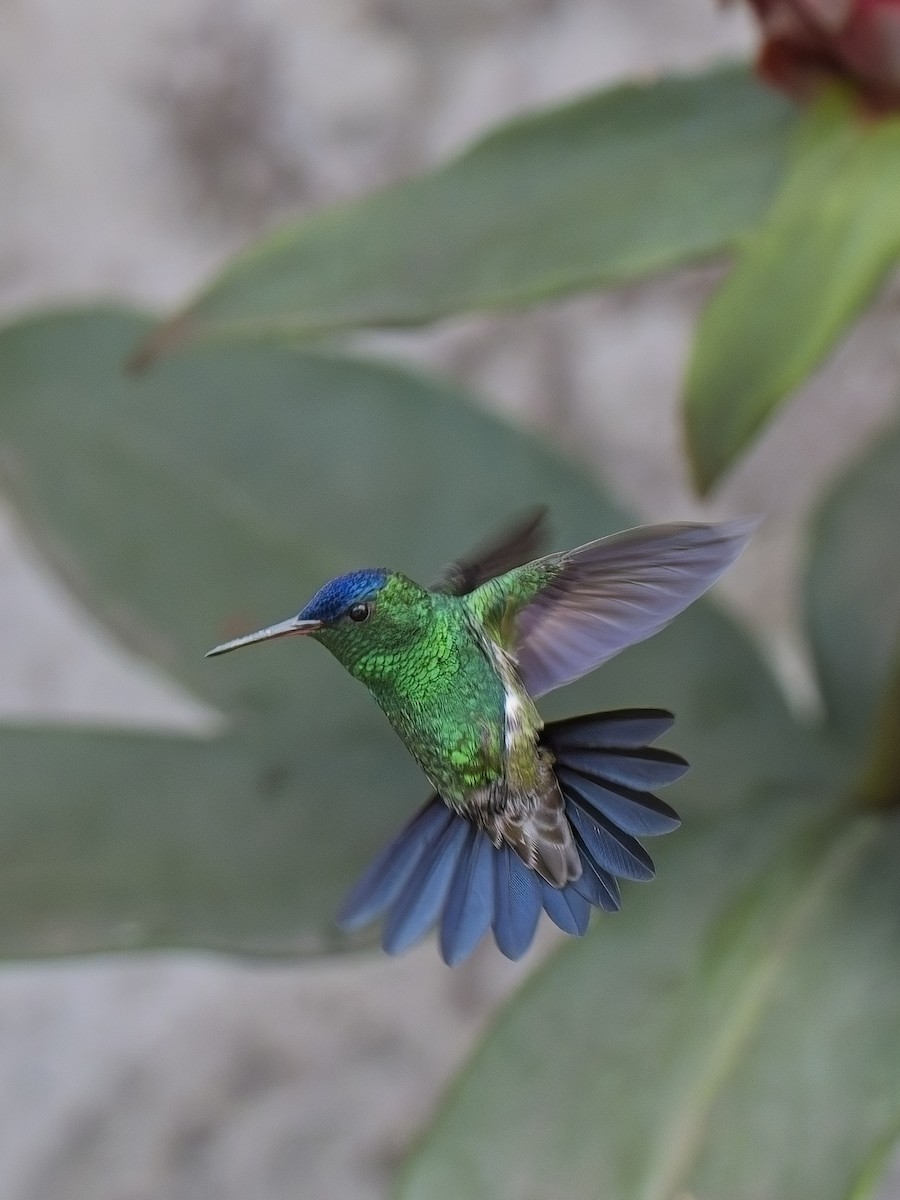 Indigo-capped Hummingbird - Chris Allen