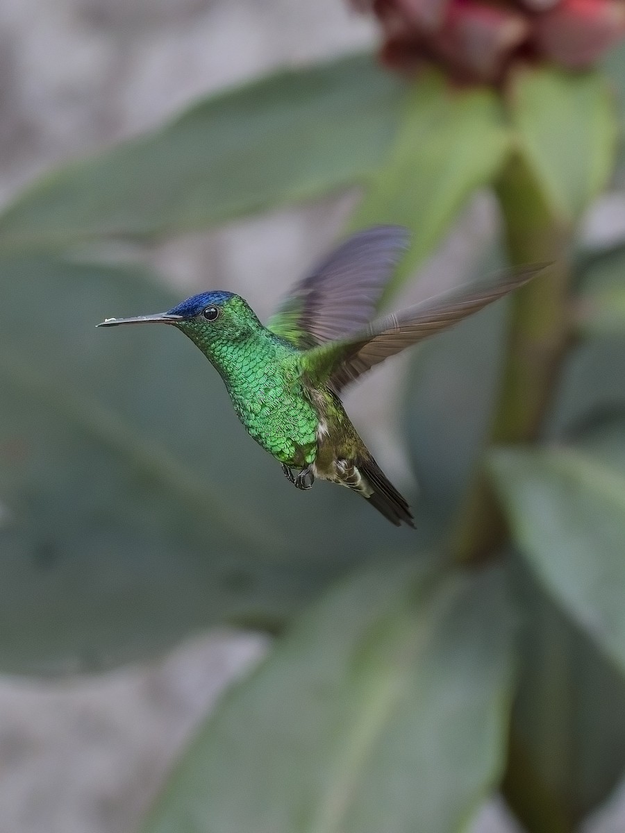 Indigo-capped Hummingbird - ML617897152