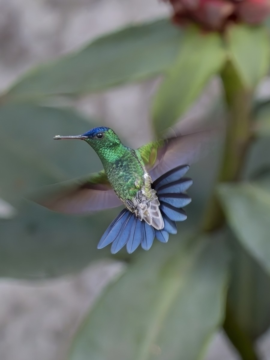 Indigo-capped Hummingbird - ML617897154