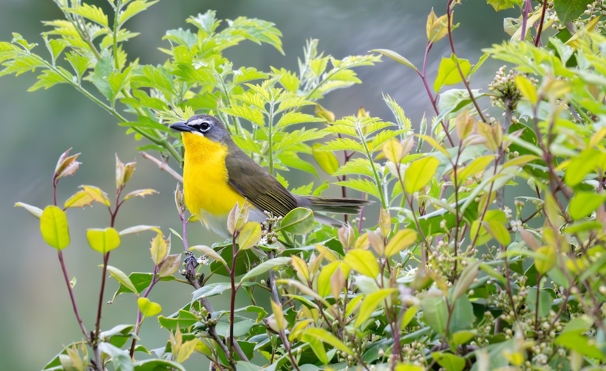 Yellow-breasted Chat - ML617897167