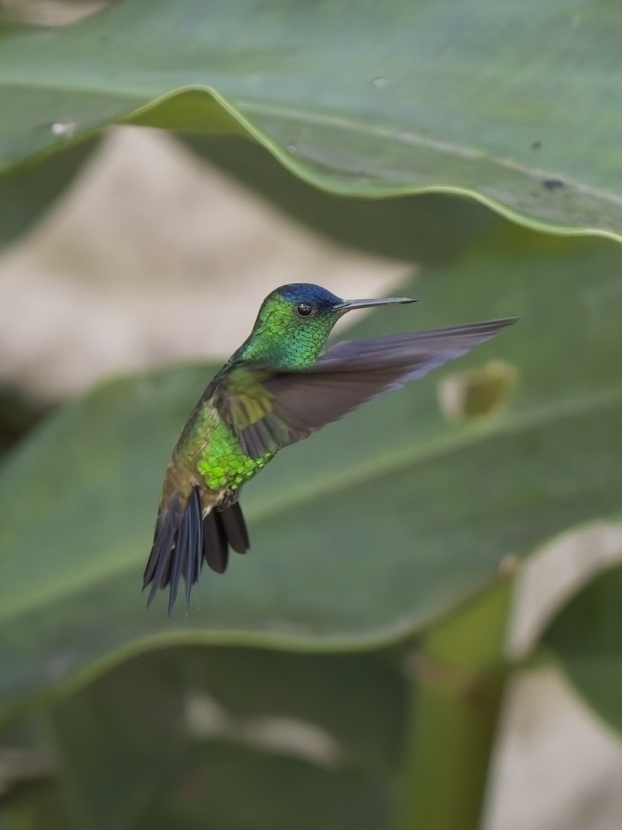 kolibřík indigovohlavý - ML617897169