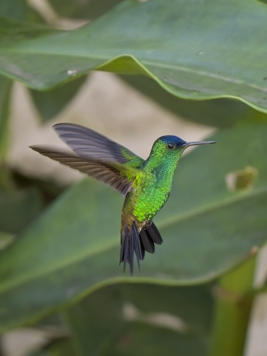 kolibřík indigovohlavý - ML617897171