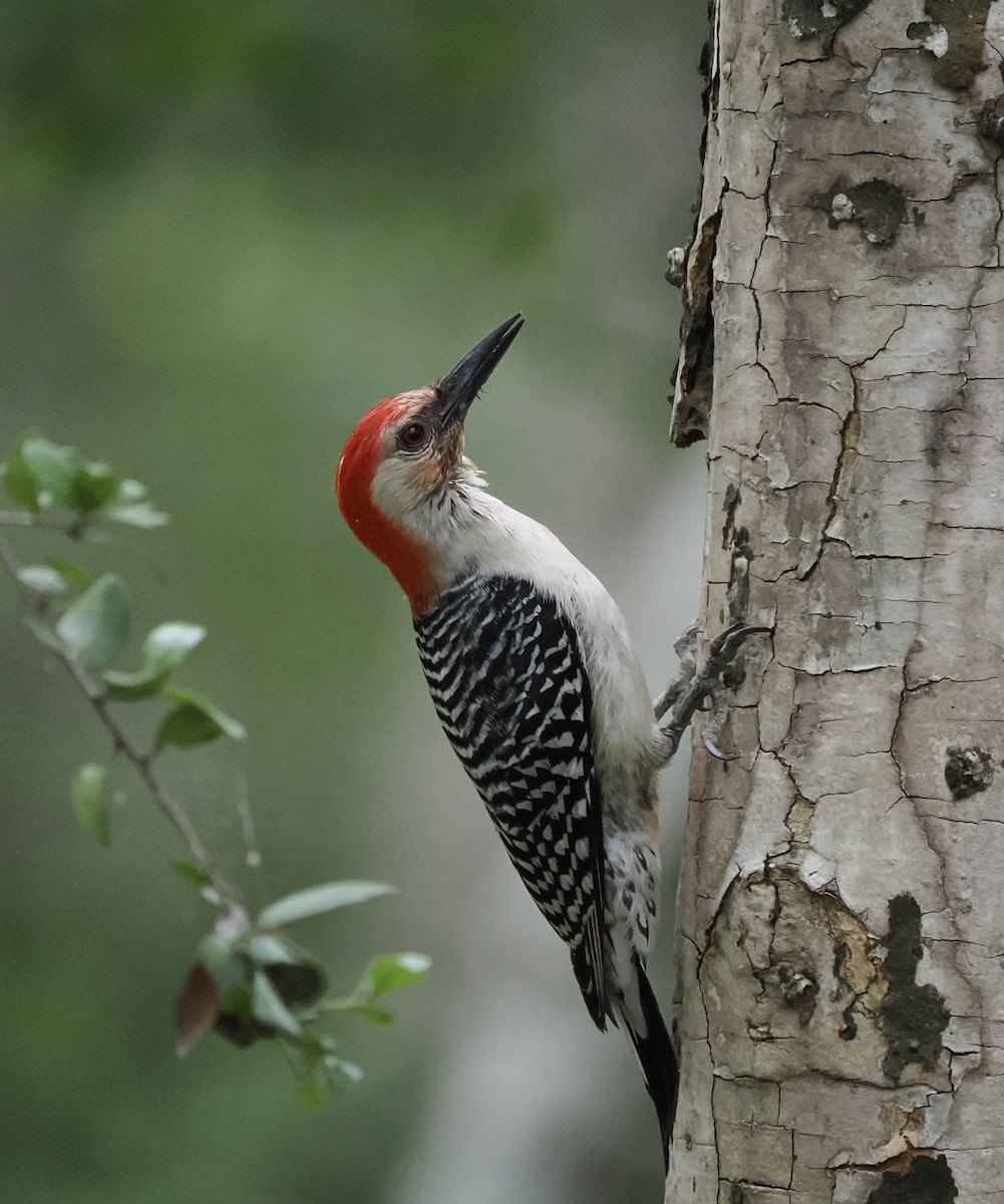 Red-bellied Woodpecker - ML617897197