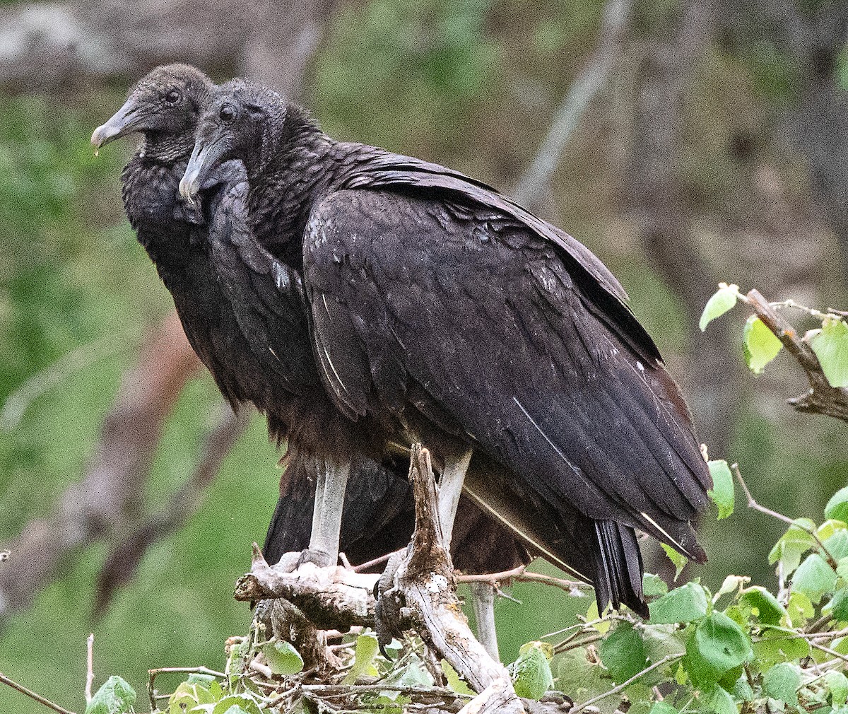 Black Vulture - ML617897204