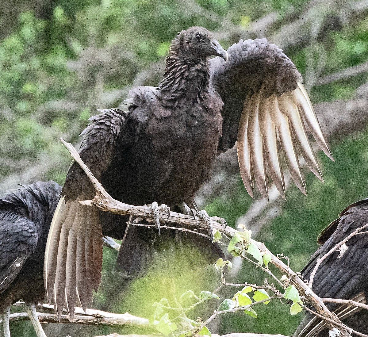 Black Vulture - ML617897207