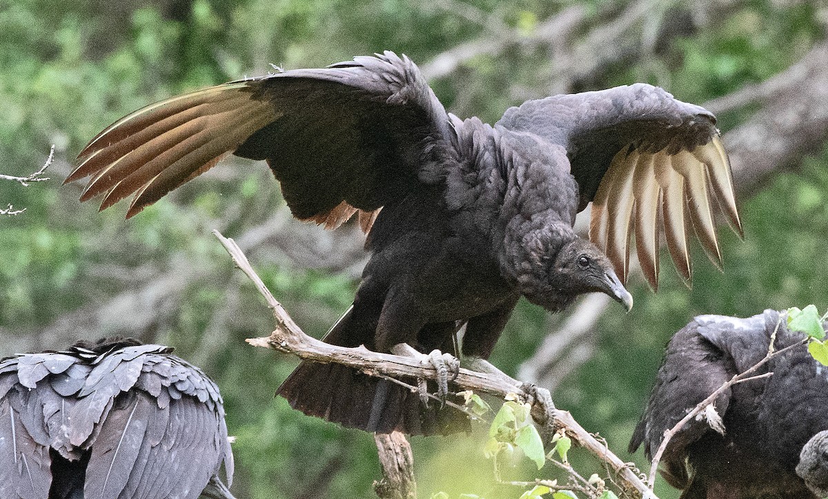 Black Vulture - ML617897208