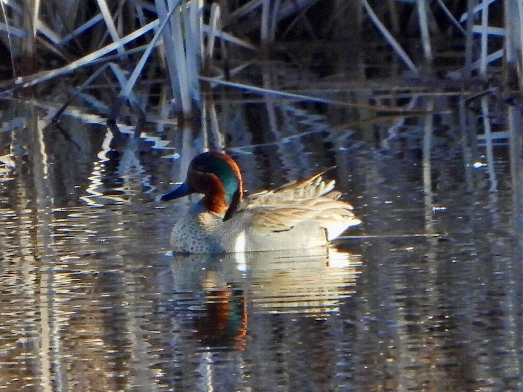 Green-winged Teal - ML617897209
