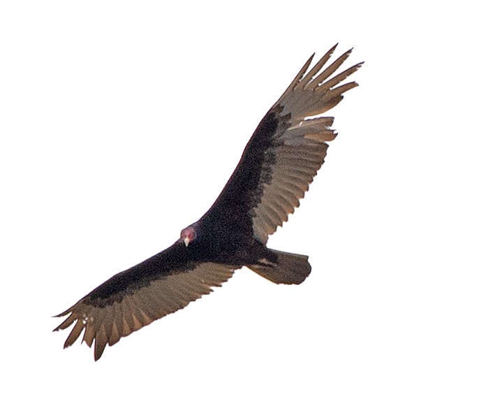 Turkey Vulture - ML617897221