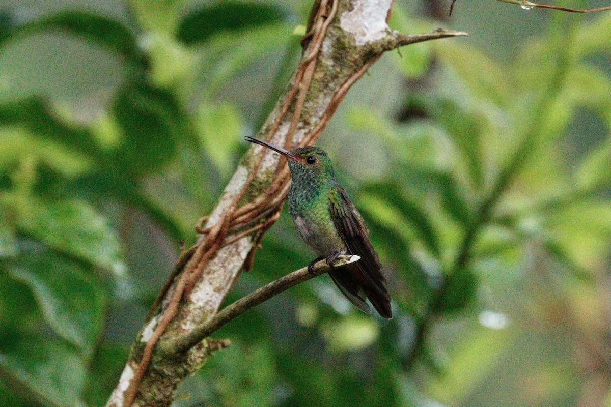 Rufous-tailed Hummingbird - ML617897232