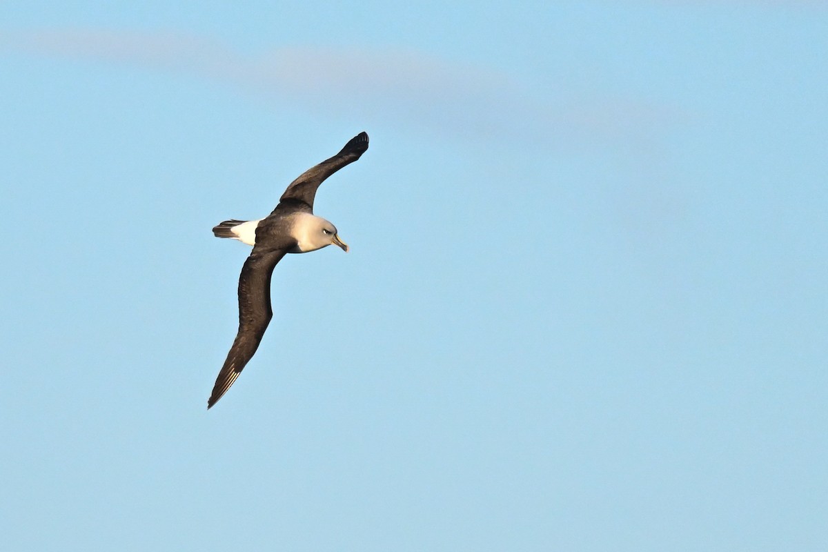 albatros šedohlavý - ML617897235