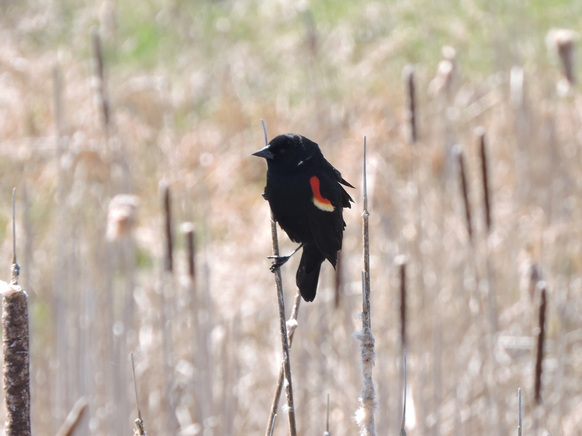 Red-winged Blackbird - ML617897240