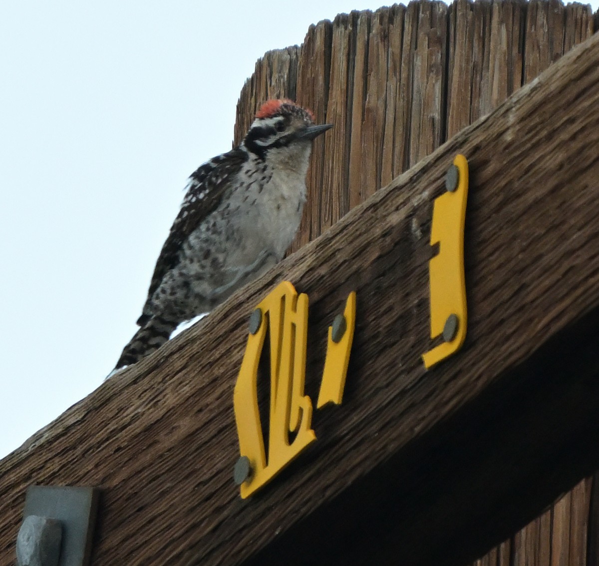 Nuttall's x Ladder-backed Woodpecker (hybrid) - ML617897243
