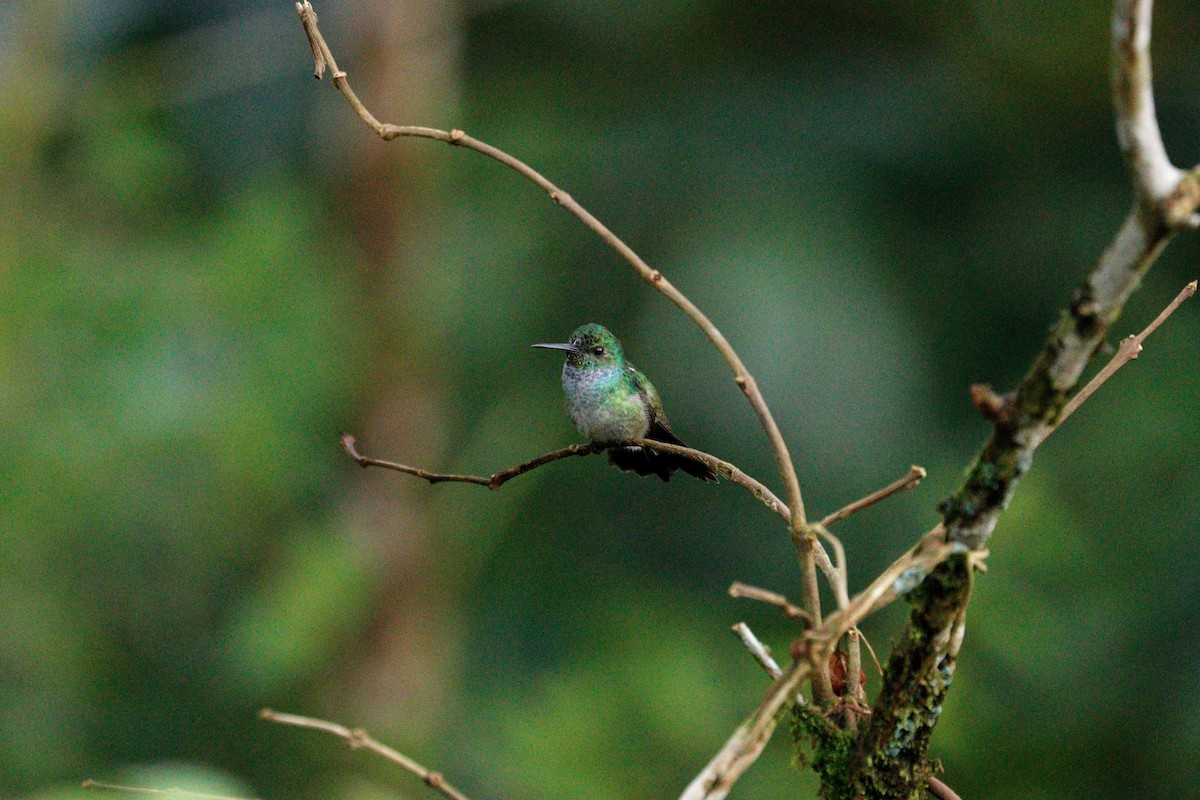 Blue-chested Hummingbird - Paul Petrus