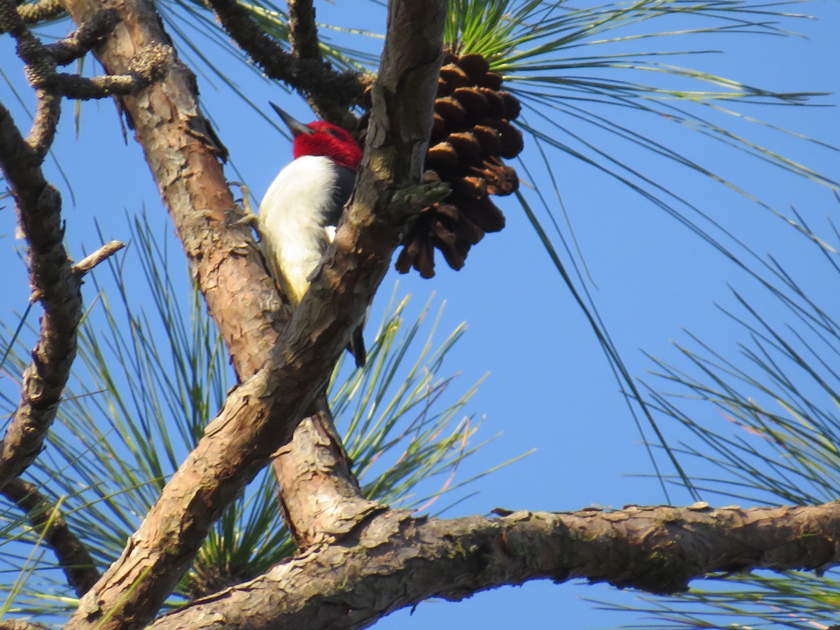 Red-headed Woodpecker - ML617897267