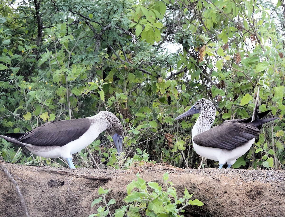 Blue-footed Booby - ML617897270