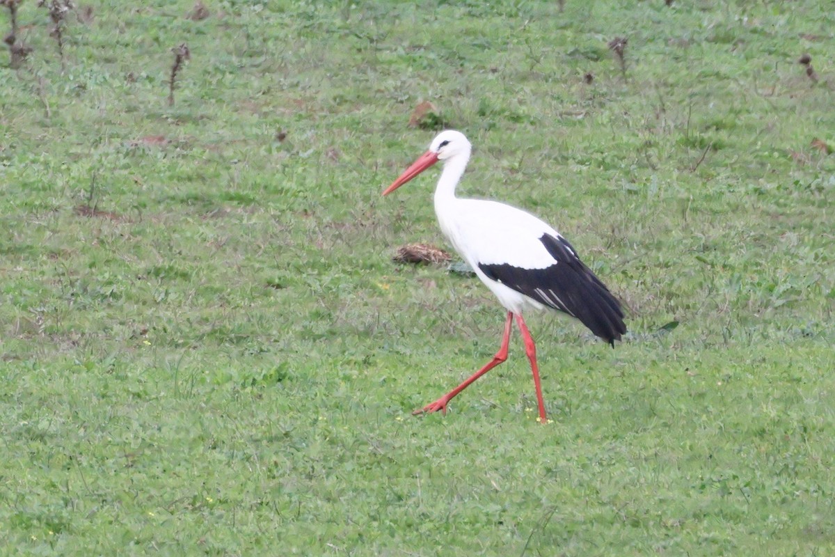 White Stork - ML617897275