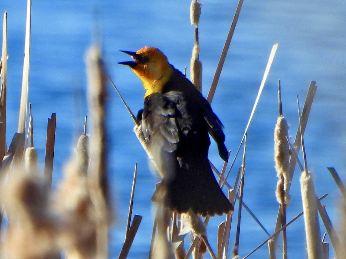 Yellow-headed Blackbird - ML617897277