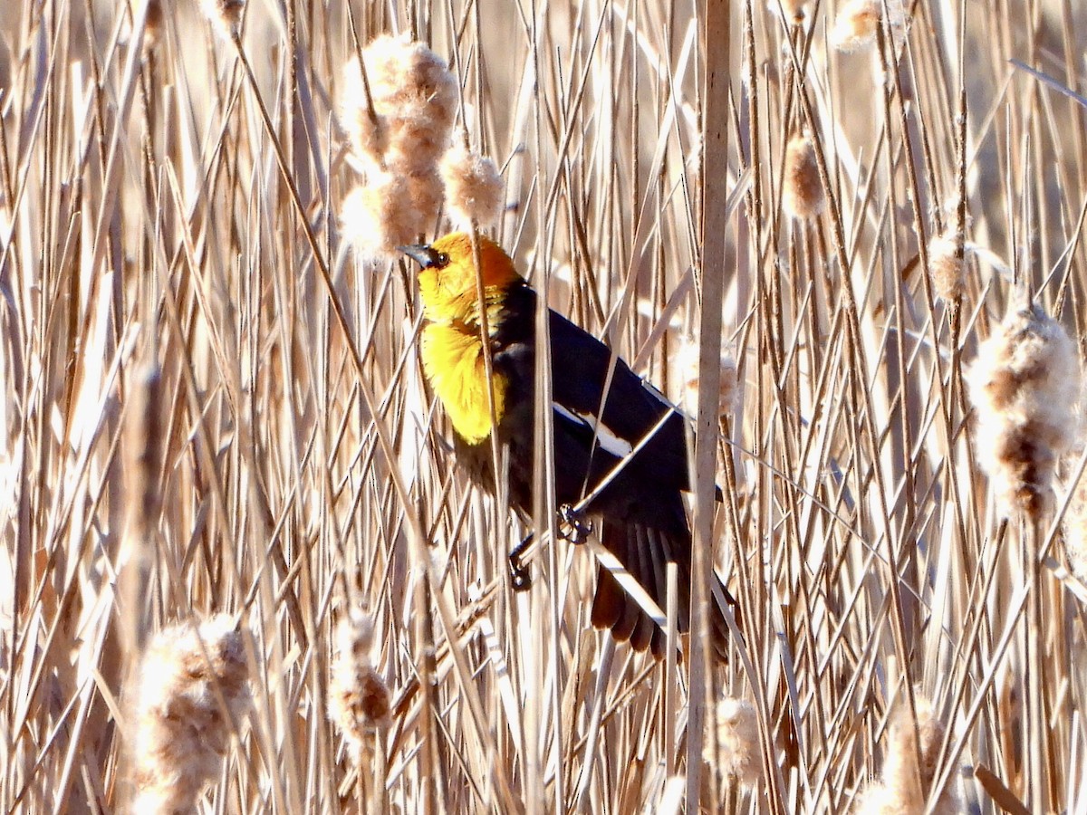 Yellow-headed Blackbird - ML617897278