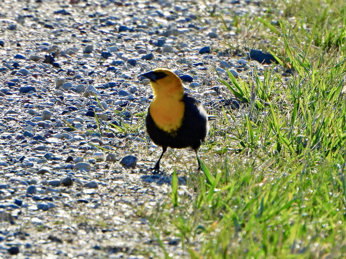Yellow-headed Blackbird - ML617897279
