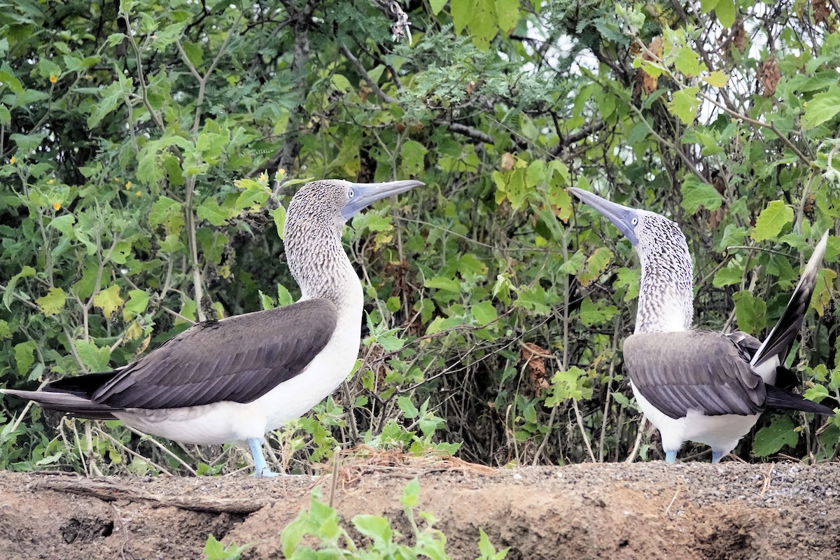 Blue-footed Booby - ML617897295